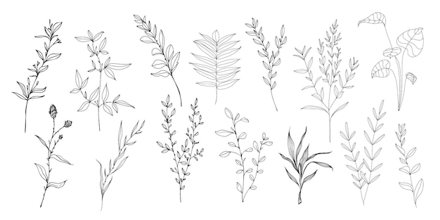 vector hand drawn illustration of wildflowers and plants