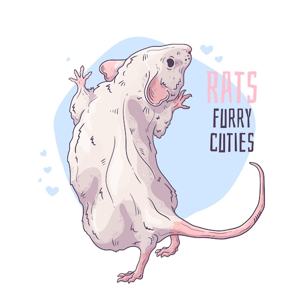 Vector vector hand drawn illustrations. cute realistic rat.