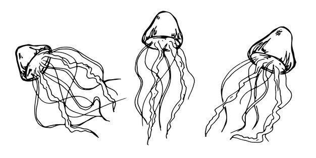 Vector hand drawn jellyfish illustration Cute medusa sketch clipart