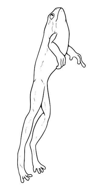 ベクトル ベクターの手描きのジャンプするカエルの概要図