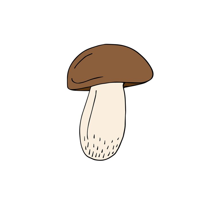 Vector vector hand drawn king bolote cep mushroom