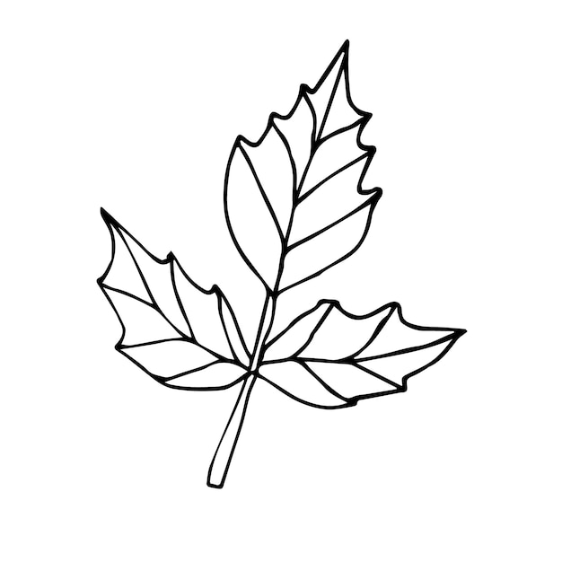 Vector hand drawn leaf