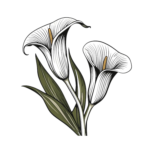 Vector vector hand drawn lily bouquets lily flowers