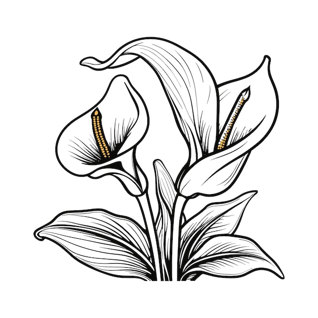 Vector vector hand drawn lily bouquets lily flowers