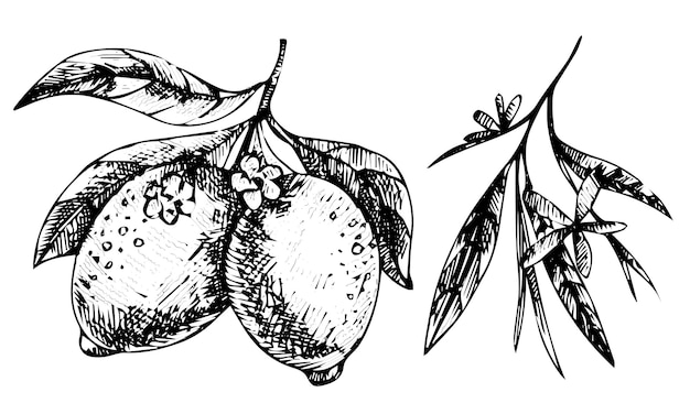 Insieme di lime o limone disegnato a mano di vettore. limone intero, pezzi affettati, metà, leafe e schizzo di semi.