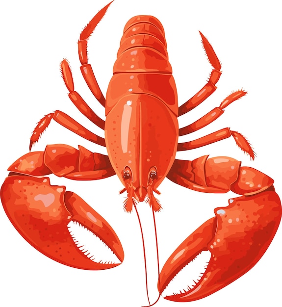 Vector vector hand drawn lobster illustration