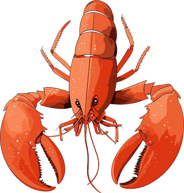 Vector hand drawn lobster illustration