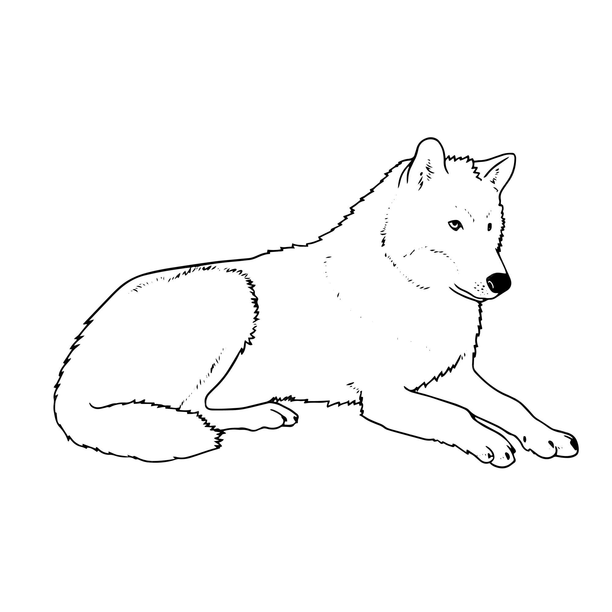 How To Draw A Wolf Lying Down