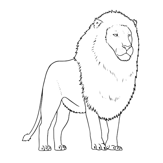 Vector vector hand drawn male lion outline illustration