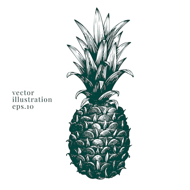 Ananas disegnato a mano di vettore.