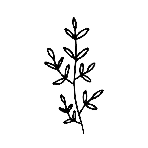 Vector hand drawn plant with leaves doodle illustration. Cute vector herb sketch