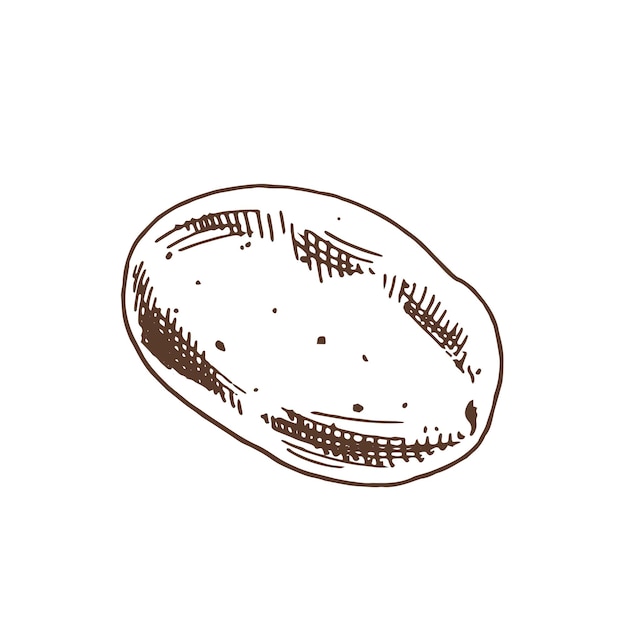 Vector hand drawn potato outline doodle icon