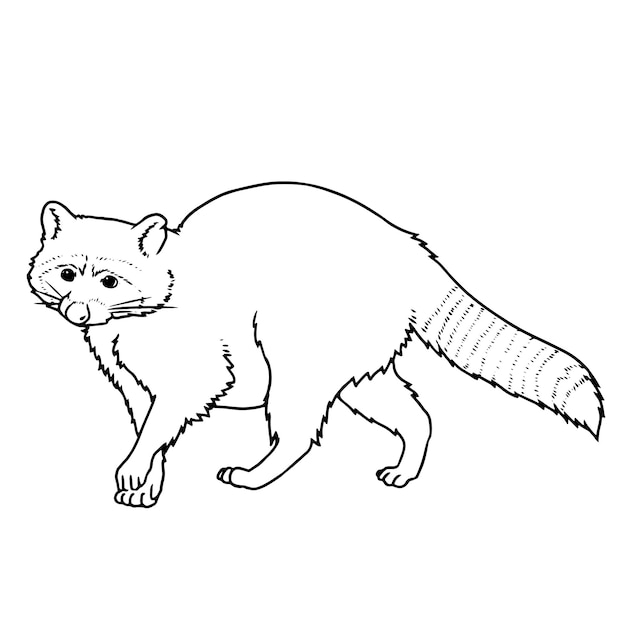 Vector vector hand drawn raccoon walking outline illustration