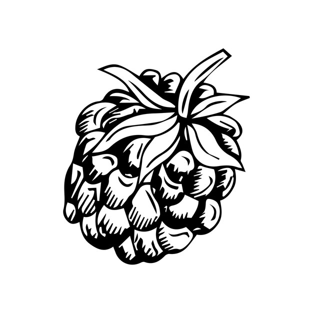 Vector hand drawn Raspberry outline doodle icon.