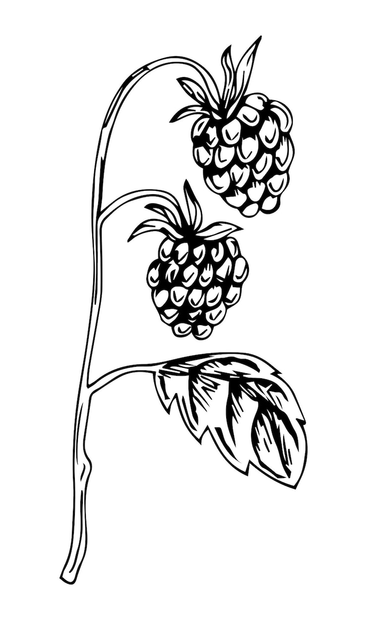 Vector vector hand drawn raspberry outline doodle icon.