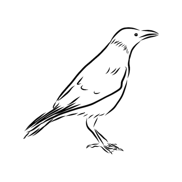 Vector hand drawn raven Graphic black and white illustrationRough sketch of crow