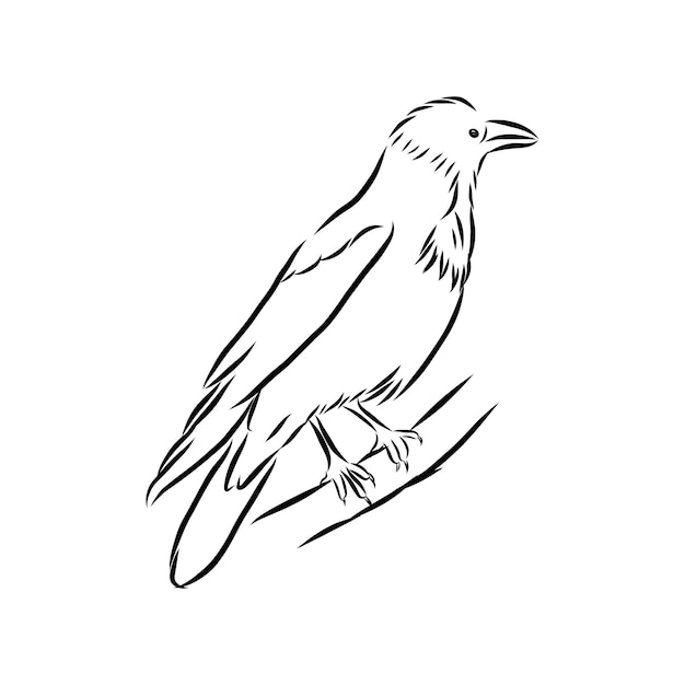 Corvo disegnato a mano di vettore illustrazione grafica in bianco e neroschizzo approssimativo del corvo