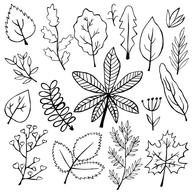 Vettore vettore insieme disegnato a mano di foglie botaniche scarabocchiate per il design stagionale