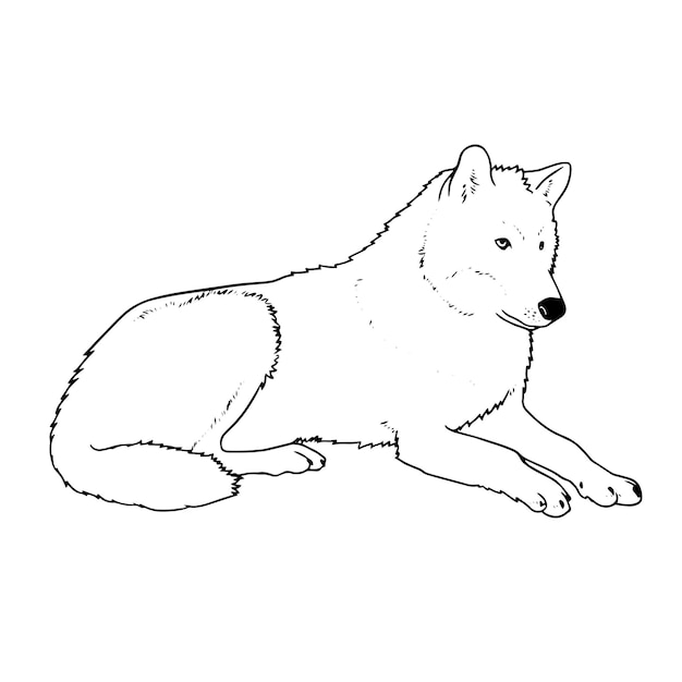 Vector hand drawn sitting wolf outline illustration