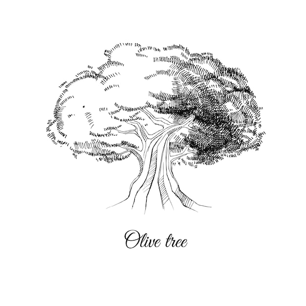 오래 된 올리브 나무의 벡터 손으로 그린 스케치