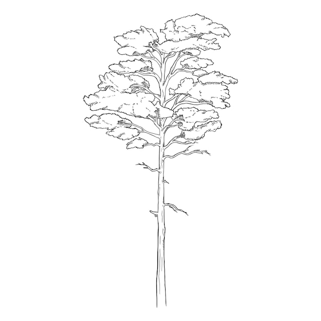 Albero di pino di schizzo disegnato a mano di vettore