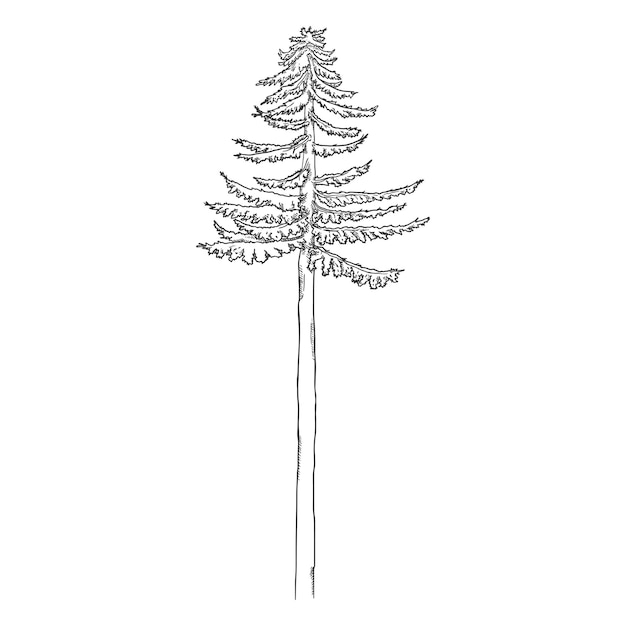 Vector Hand Drawn Sketch Pine Tree