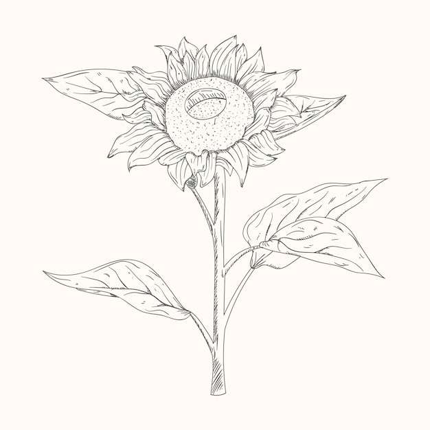 Vector vector hand drawn sun flower sketch