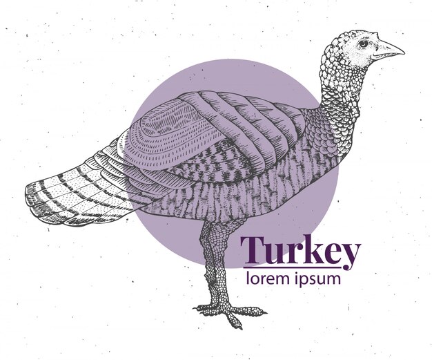 Vector hand drawn turkey illustration.