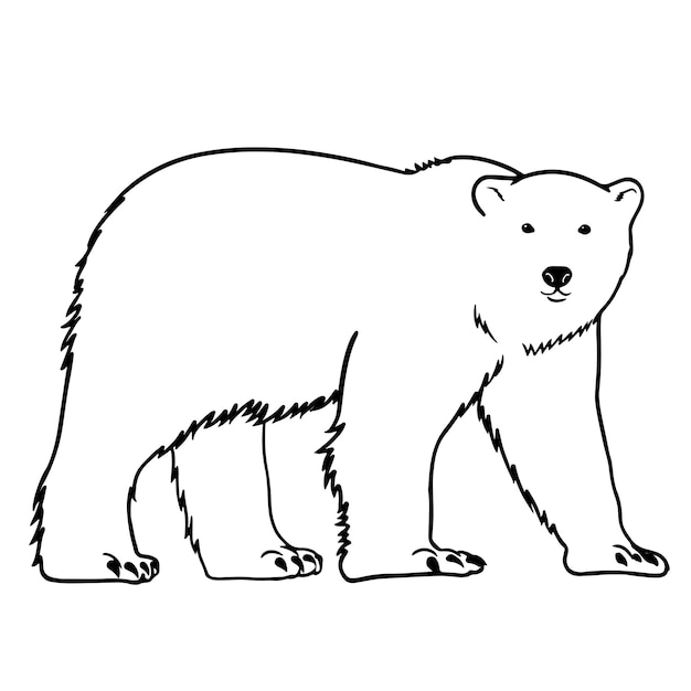 Vector hand drawn walking polar bear outline illustration