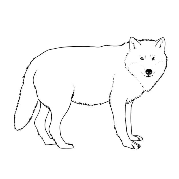 Vector hand drawn wolf outline illustration