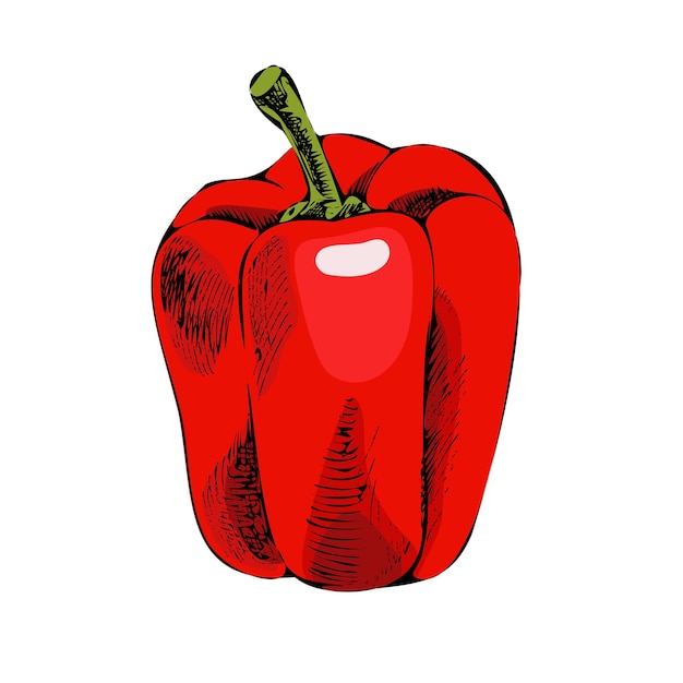 Vector vector hand getekende gedetailleerde retro-stijl paprika schets illustratie groente