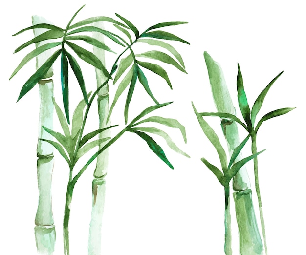 Vector Hand getekende illustratie van aquarel bamboe geïsoleerd op een witte achtergrond