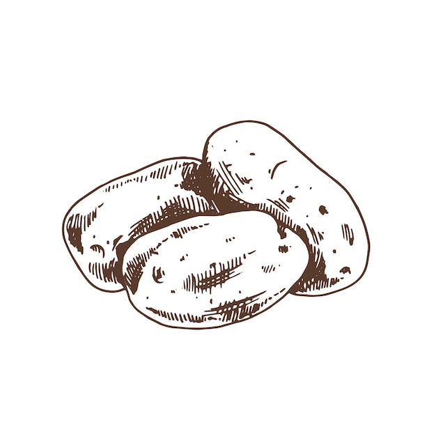 Vector hand getrokken aardappel schets doodle icon