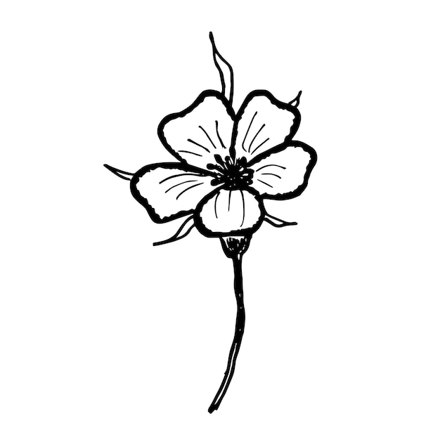 Vector hand getrokken bloem illustratie doodle bloem