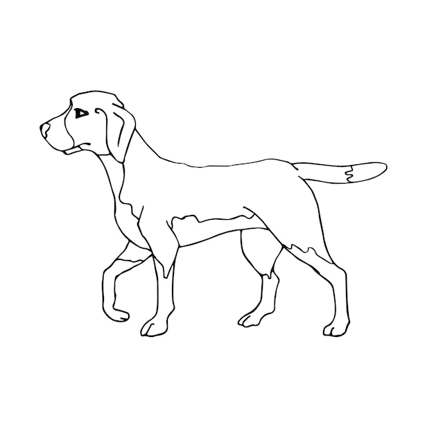 Vector vector hand getrokken doodle schets beagle hond