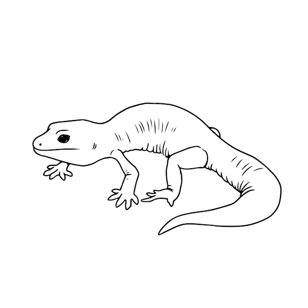 Vector hand getrokken gekko overzicht illustratie