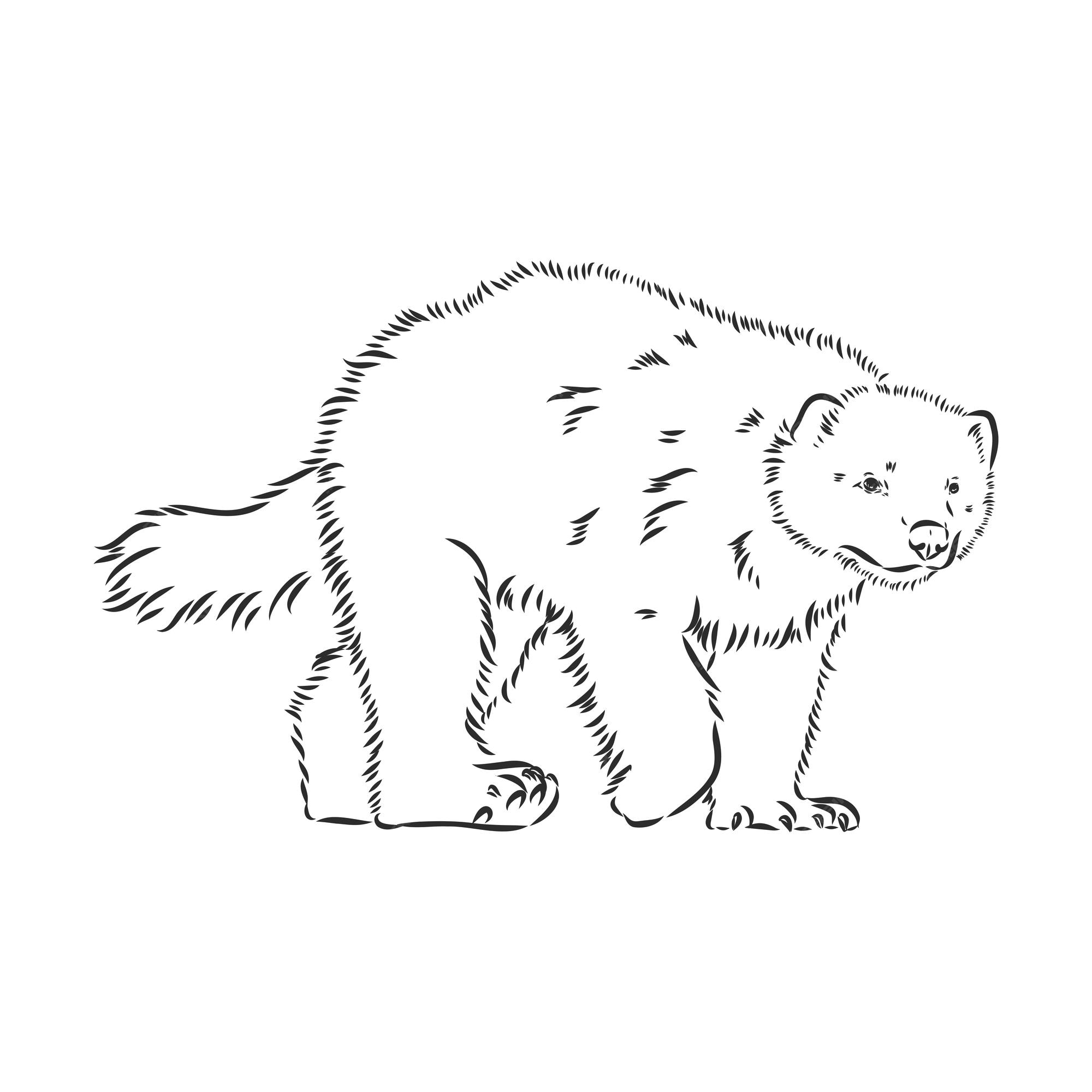 Premium Vector | Vector hand sketch drawing illustration of a wolverine done in black and white Premium Vector | Vector hand sketch drawing illustration of a wolverine done in black and white