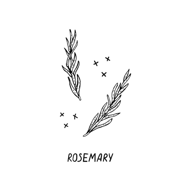 Vector handdrawn illustration of a product for Italian cuisine Rosemary