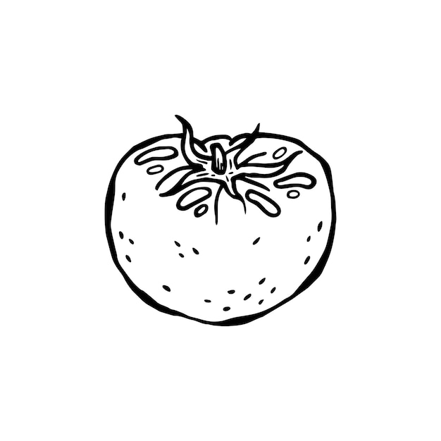 Vector handdrawn illustration of a product for Italian cuisine Tomato