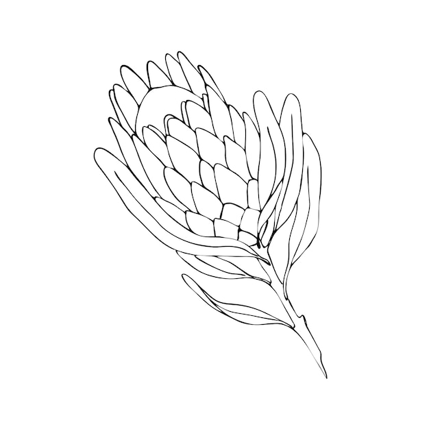 Illustrazione del contorno del fiore di protea disegnato a mano vettoriale grande fiore africano per decorare gli inviti di nozze design per san valentino e la festa della mamma decorazioni primaverili ed estive