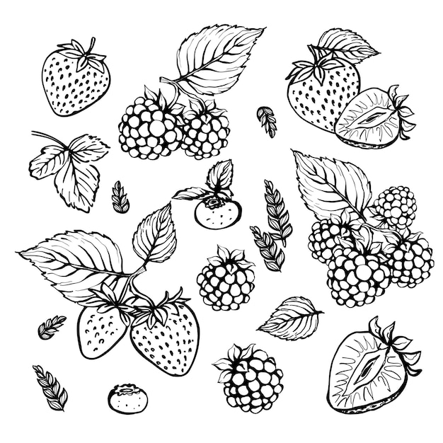 Vector handgetekende bessen collectie schets botanische collectie met bessen en bladeren lijnkunst
