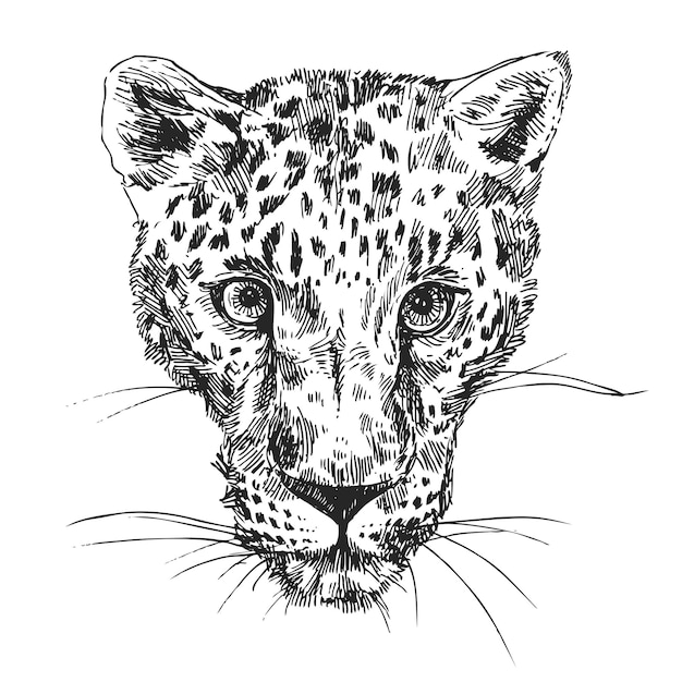 Vector handgetekende illustratie luipaard