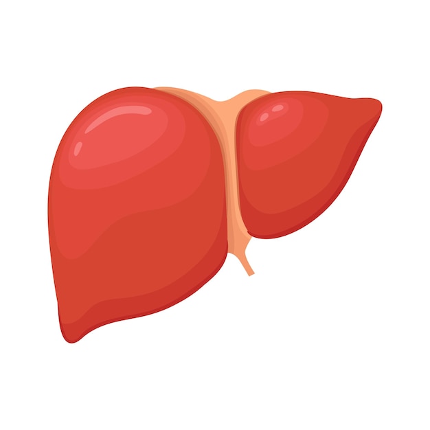 Vector vector healthy liver on white background