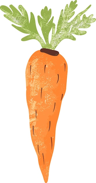 vector healthy orange carrots graphic illustration