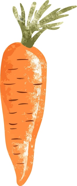 Vector vector healthy orange carrots graphic illustration