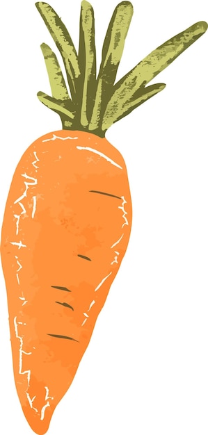 Vector vector healthy orange carrots graphic illustration