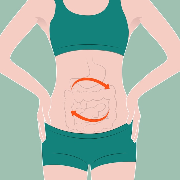 Vector vector healthy woman intestine system