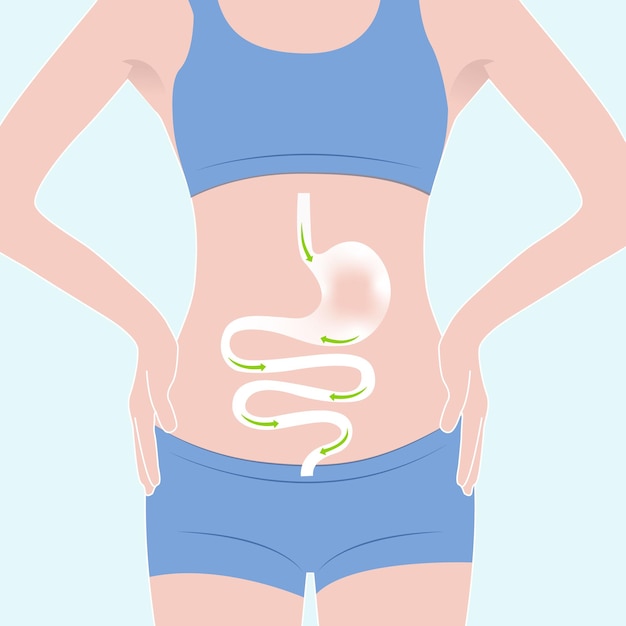 Vector healthy woman intestine system