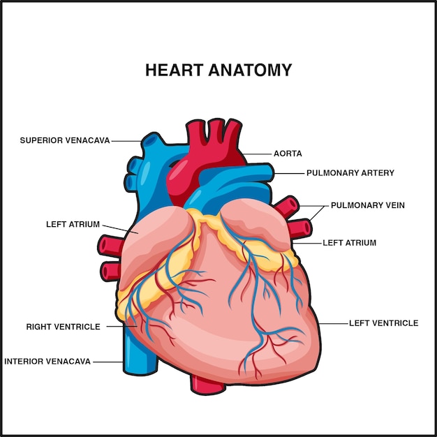 Vettore anatomia del cuore vettoriale con design grafico delle etichette