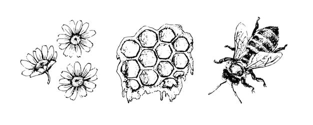 Insieme di miele di vettore. illustrazione disegnata a mano dell'annata. cibo biologico inciso